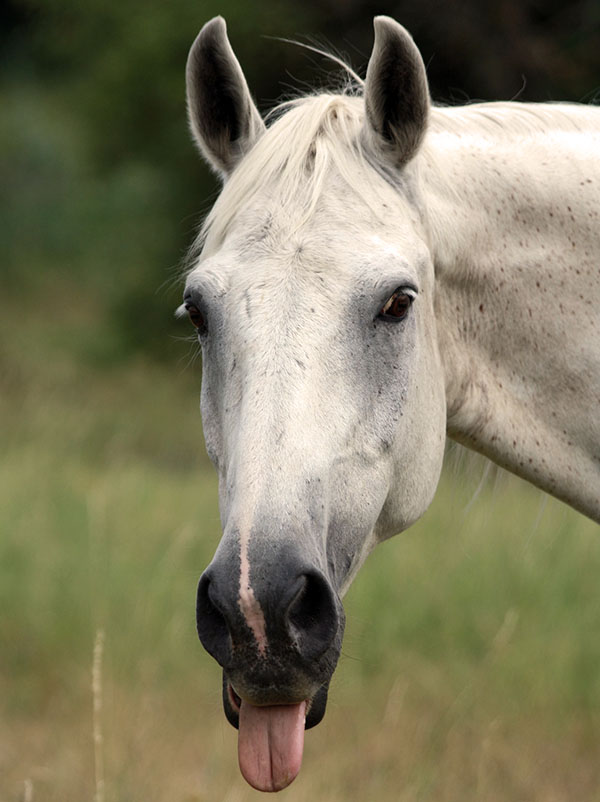 Portrait of a gray horse sticking its tongue out.