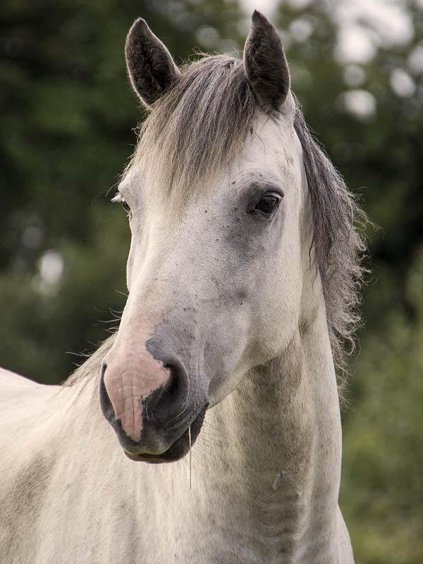 Portrait of a gray horse.