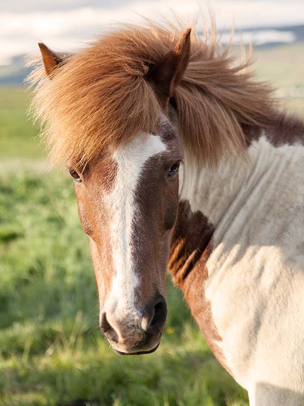 Portrait of a chestnut tobiano horse.