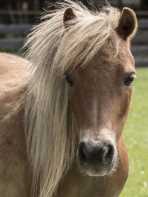 Portrait of a flaxen chestnut miniature horse