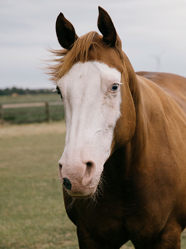 Portrait of a chestnut horse with bald face marking.