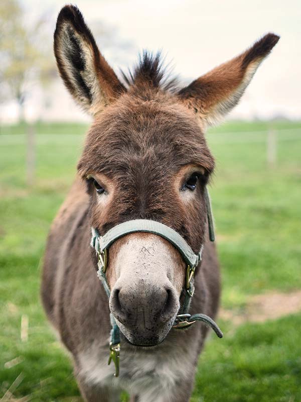 Portrait of a donkey.