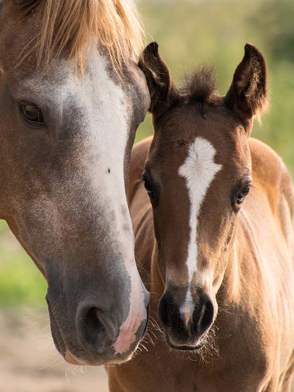 Portrait of a chestnut mare and her bay foal.