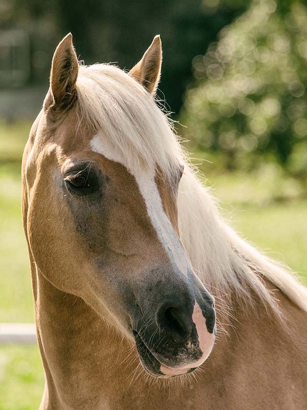 Portrait of a flaxen chestnut horse.