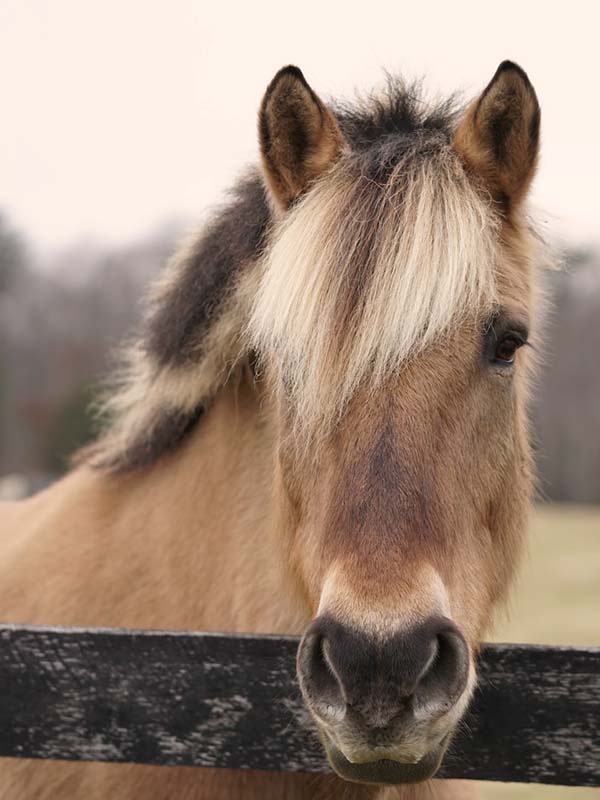 Portrait of a brunblakk Fjord horse.