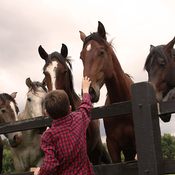 Young boy reaching out to pet a bay horse with a star face marking. There are several other horses standing next to them.