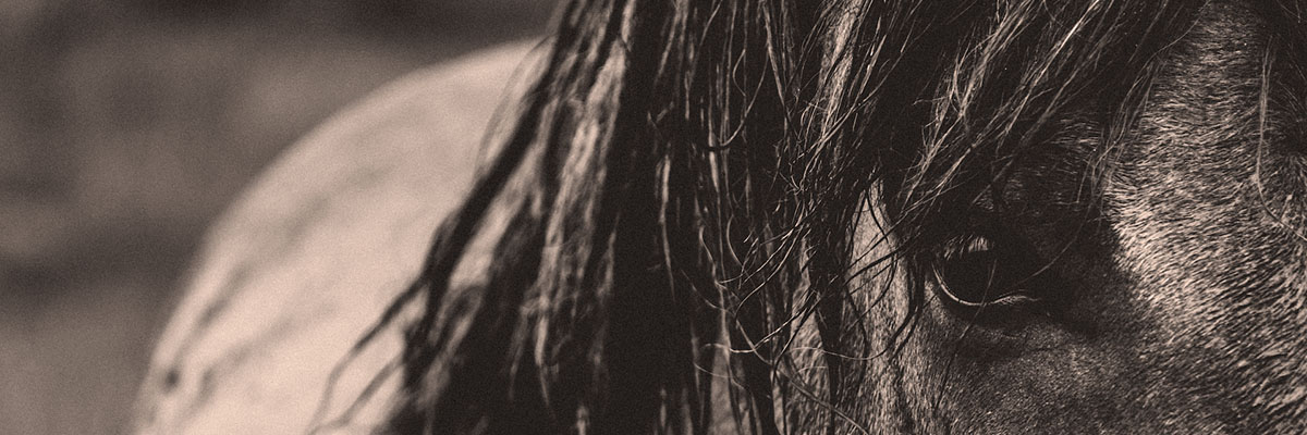 Upclose image of a horse's eye in a black and white style.