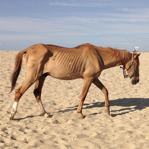 Very skinny horse walking in a sandy environment