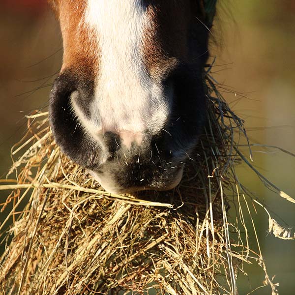 Horse with a mouthful of hay.