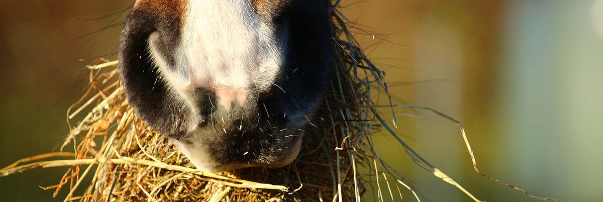 Horse with a mouthful of hay.