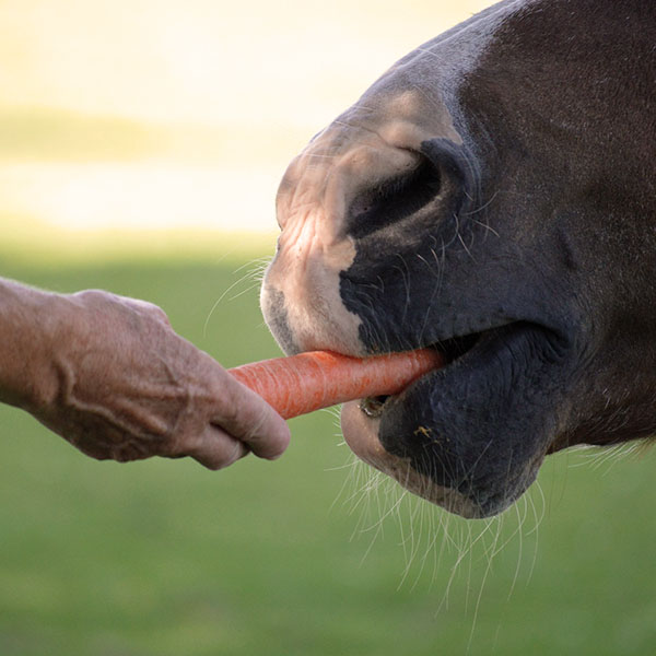 Person feeding a carrot to a horse.