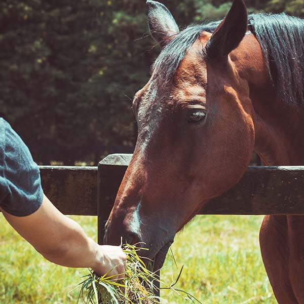 Person hand feeding a bay horse.
